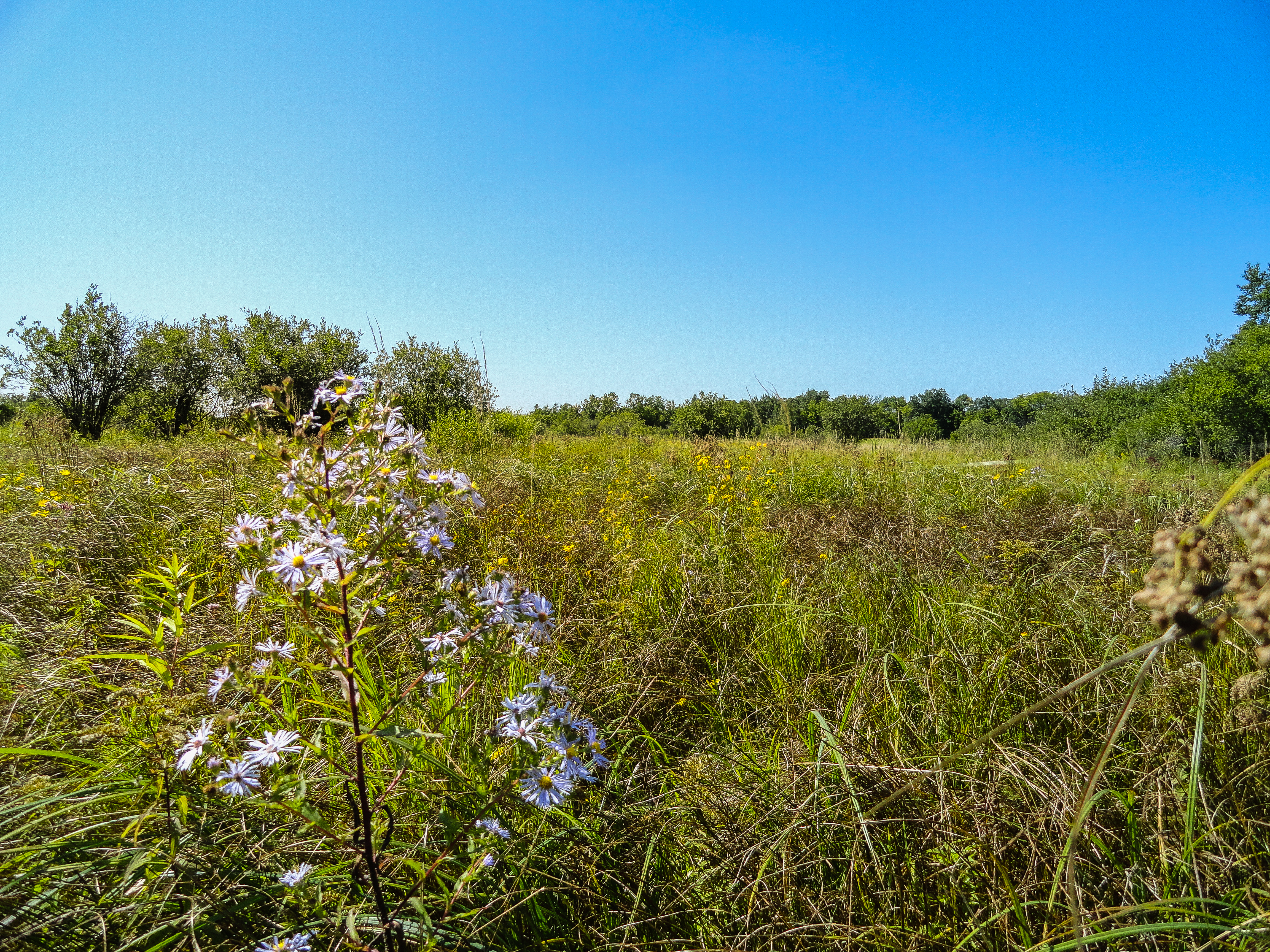 Prairie plants at Columbus Lake Conservation Area.